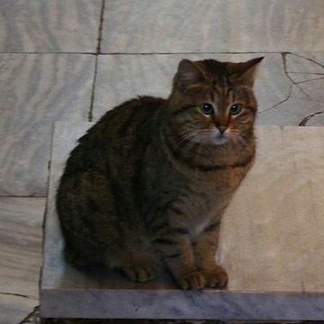 Гли