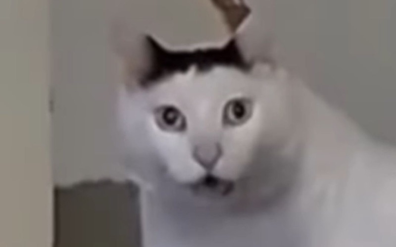 Хм-Кот