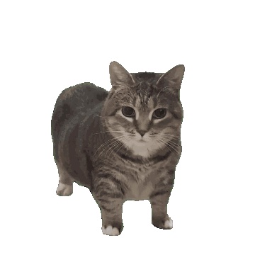 ОИИА-Кот