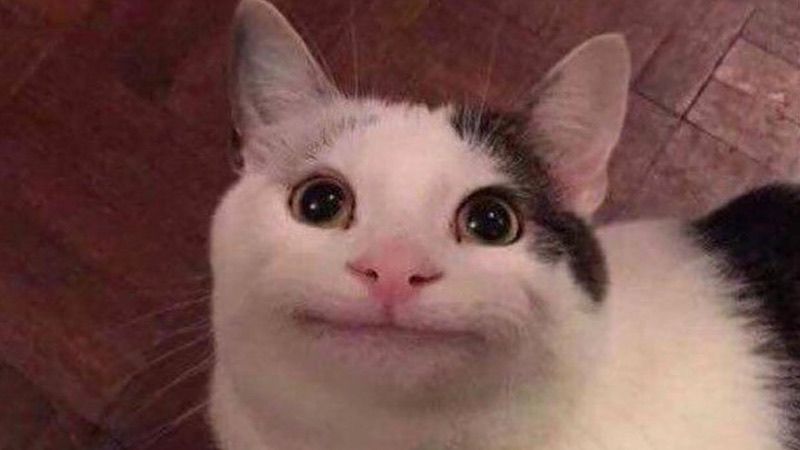 Вежливый Кот